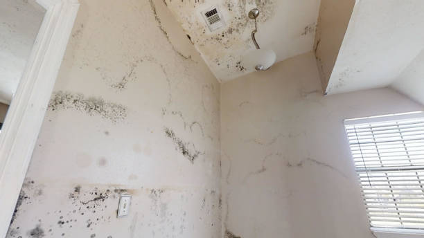 Best Environmental Consulting for Mold Prevention  in Lawton, IA