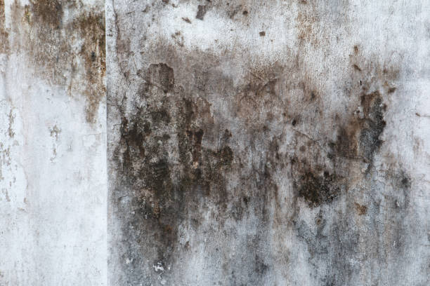 Best Mold Remediation for Healthcare Facilities  in Lawton, IA