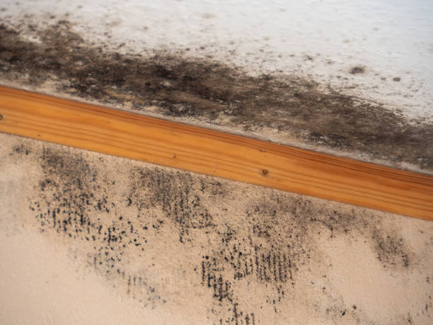 Best Post-Remediation Verification Testing  in Lawton, IA