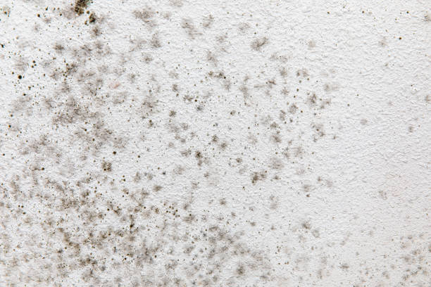 Trusted Lawton, IA Mold Removal Experts