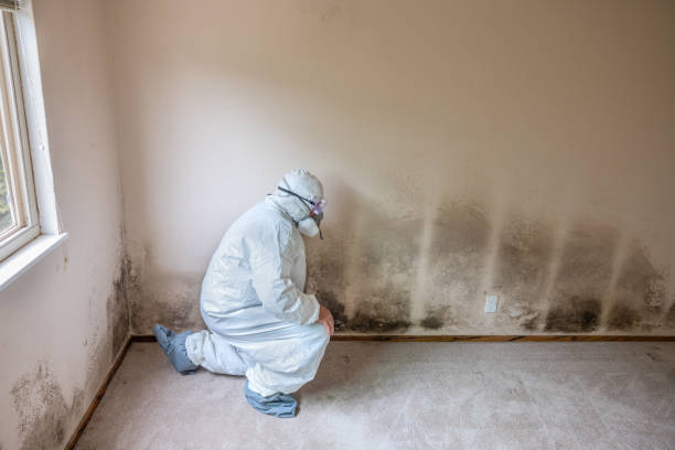 Best Water Damage & Mold Remediation  in Lawton, IA