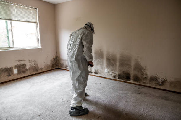 Environmental Consulting for Mold Prevention in Lawton, IA