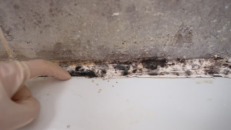 Best Post-Construction Mold Inspection  in Lawton, IA